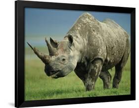 Black Rhino Portrait, Ngorongoro Nr, Tanzania-Staffan Widstrand-Framed Photographic Print