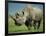 Black Rhino Portrait, Ngorongoro Nr, Tanzania-Staffan Widstrand-Framed Photographic Print