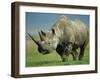 Black Rhino Portrait, Ngorongoro Nr, Tanzania-Staffan Widstrand-Framed Photographic Print