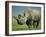 Black Rhino Portrait, Ngorongoro Nr, Tanzania-Staffan Widstrand-Framed Photographic Print