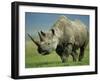 Black Rhino Portrait, Ngorongoro Nr, Tanzania-Staffan Widstrand-Framed Photographic Print