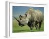 Black Rhino Portrait, Ngorongoro Nr, Tanzania-Staffan Widstrand-Framed Photographic Print