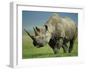 Black Rhino Portrait, Ngorongoro Nr, Tanzania-Staffan Widstrand-Framed Photographic Print