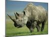 Black Rhino Portrait, Ngorongoro Nr, Tanzania-Staffan Widstrand-Mounted Photographic Print