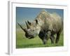 Black Rhino Portrait, Ngorongoro Nr, Tanzania-Staffan Widstrand-Framed Photographic Print