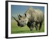 Black Rhino Portrait, Ngorongoro Nr, Tanzania-Staffan Widstrand-Framed Photographic Print