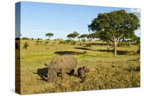 Black Rhino, Sabi Sabi Reserve, South Africa-Paul Souders-Stretched Canvas