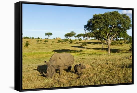 Black Rhino, Sabi Sabi Reserve, South Africa-Paul Souders-Framed Stretched Canvas