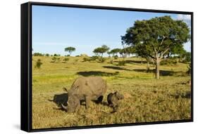 Black Rhino, Sabi Sabi Reserve, South Africa-Paul Souders-Framed Stretched Canvas