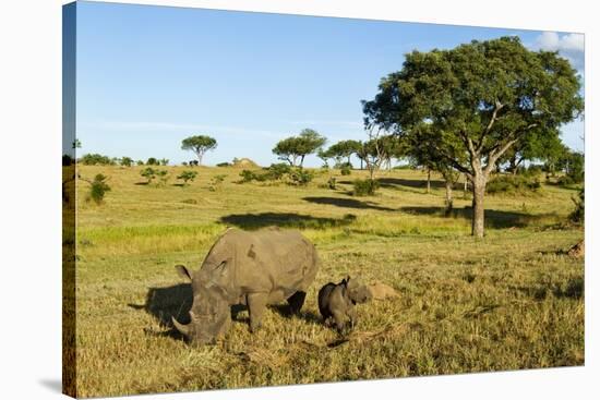 Black Rhino, Sabi Sabi Reserve, South Africa-Paul Souders-Stretched Canvas