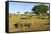 Black Rhino, Sabi Sabi Reserve, South Africa-Paul Souders-Framed Stretched Canvas