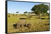 Black Rhino, Sabi Sabi Reserve, South Africa-Paul Souders-Framed Stretched Canvas