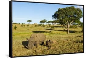 Black Rhino, Sabi Sabi Reserve, South Africa-Paul Souders-Framed Stretched Canvas