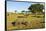 Black Rhino, Sabi Sabi Reserve, South Africa-Paul Souders-Framed Stretched Canvas