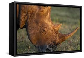 Black Rhino, Sabi Sabi Reserve, South Africa-Paul Souders-Framed Stretched Canvas