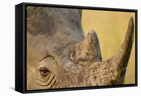 Black Rhino, Sabi Sabi Reserve, South Africa-Paul Souders-Framed Stretched Canvas