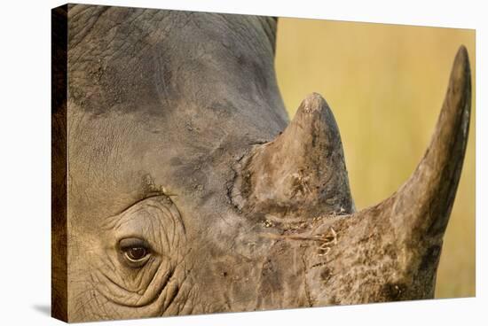 Black Rhino, Sabi Sabi Reserve, South Africa-Paul Souders-Stretched Canvas