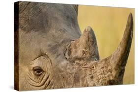 Black Rhino, Sabi Sabi Reserve, South Africa-Paul Souders-Stretched Canvas