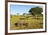 Black Rhino, Sabi Sabi Reserve, South Africa-Paul Souders-Framed Photographic Print