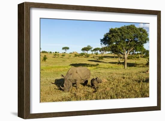 Black Rhino, Sabi Sabi Reserve, South Africa-Paul Souders-Framed Photographic Print