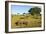 Black Rhino, Sabi Sabi Reserve, South Africa-Paul Souders-Framed Photographic Print