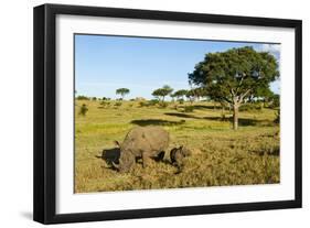 Black Rhino, Sabi Sabi Reserve, South Africa-Paul Souders-Framed Photographic Print