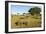 Black Rhino, Sabi Sabi Reserve, South Africa-Paul Souders-Framed Photographic Print