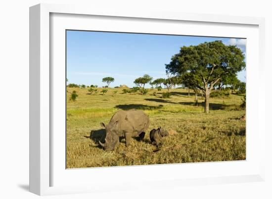 Black Rhino, Sabi Sabi Reserve, South Africa-Paul Souders-Framed Photographic Print