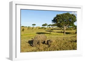 Black Rhino, Sabi Sabi Reserve, South Africa-Paul Souders-Framed Photographic Print