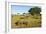 Black Rhino, Sabi Sabi Reserve, South Africa-Paul Souders-Framed Photographic Print