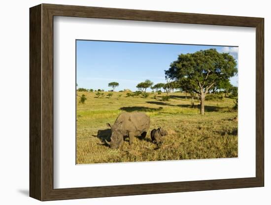 Black Rhino, Sabi Sabi Reserve, South Africa-Paul Souders-Framed Photographic Print