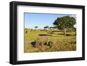 Black Rhino, Sabi Sabi Reserve, South Africa-Paul Souders-Framed Photographic Print