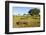 Black Rhino, Sabi Sabi Reserve, South Africa-Paul Souders-Framed Photographic Print