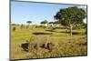 Black Rhino, Sabi Sabi Reserve, South Africa-Paul Souders-Mounted Photographic Print