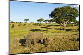 Black Rhino, Sabi Sabi Reserve, South Africa-Paul Souders-Mounted Photographic Print