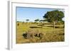 Black Rhino, Sabi Sabi Reserve, South Africa-Paul Souders-Framed Photographic Print