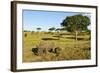 Black Rhino, Sabi Sabi Reserve, South Africa-Paul Souders-Framed Photographic Print