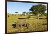 Black Rhino, Sabi Sabi Reserve, South Africa-Paul Souders-Framed Photographic Print