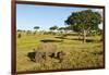 Black Rhino, Sabi Sabi Reserve, South Africa-Paul Souders-Framed Photographic Print