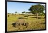 Black Rhino, Sabi Sabi Reserve, South Africa-Paul Souders-Framed Photographic Print