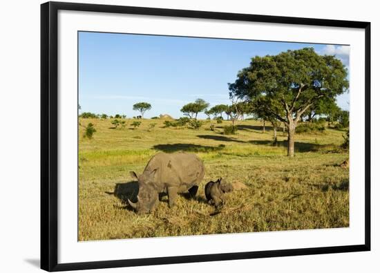 Black Rhino, Sabi Sabi Reserve, South Africa-Paul Souders-Framed Photographic Print