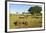 Black Rhino, Sabi Sabi Reserve, South Africa-Paul Souders-Framed Photographic Print