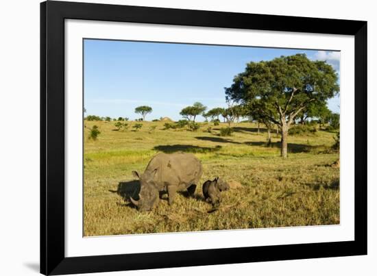 Black Rhino, Sabi Sabi Reserve, South Africa-Paul Souders-Framed Photographic Print