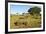 Black Rhino, Sabi Sabi Reserve, South Africa-Paul Souders-Framed Photographic Print