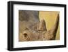 Black Rhino, Sabi Sabi Reserve, South Africa-Paul Souders-Framed Photographic Print