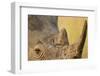 Black Rhino, Sabi Sabi Reserve, South Africa-Paul Souders-Framed Photographic Print