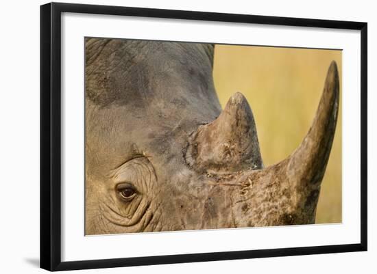 Black Rhino, Sabi Sabi Reserve, South Africa-Paul Souders-Framed Photographic Print