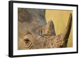 Black Rhino, Sabi Sabi Reserve, South Africa-Paul Souders-Framed Photographic Print