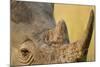 Black Rhino, Sabi Sabi Reserve, South Africa-Paul Souders-Mounted Photographic Print