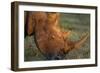 Black Rhino, Sabi Sabi Reserve, South Africa-Paul Souders-Framed Photographic Print